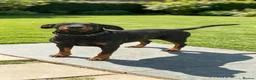 Dobermann dogs for sale: Beautiful Girl - Advert 1