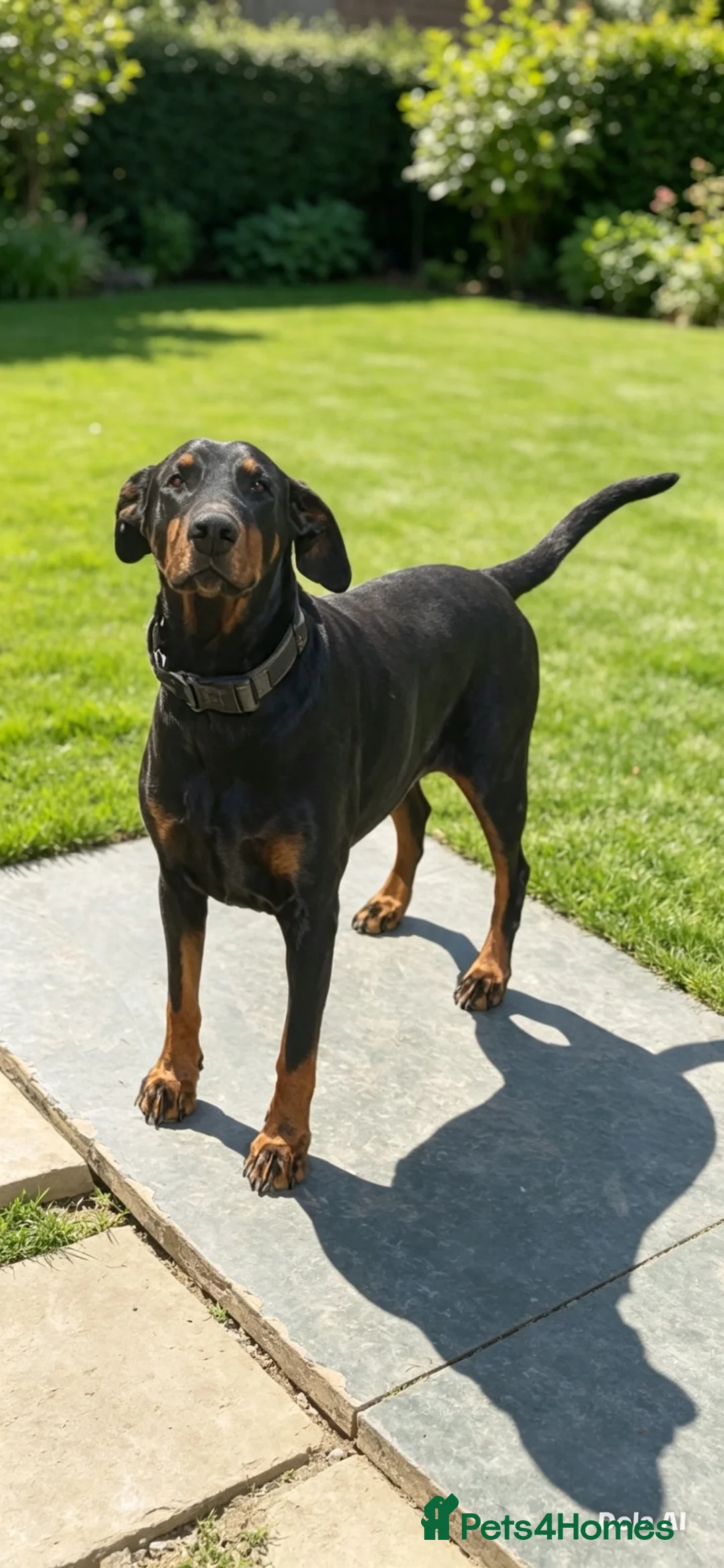 Dobermann dogs for sale: Beautiful Girl - Advert 1