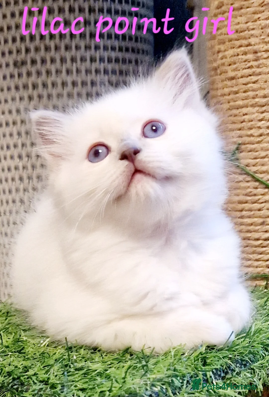 Ragdoll cats for stud: *stud*Gccf & tica entire active bluepoint ragdoll in Oldham - Advert 21