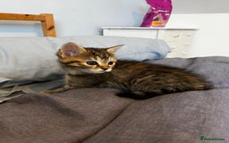 Domestic Shorthair cats for sale: Super cute kittens!  - Image 2