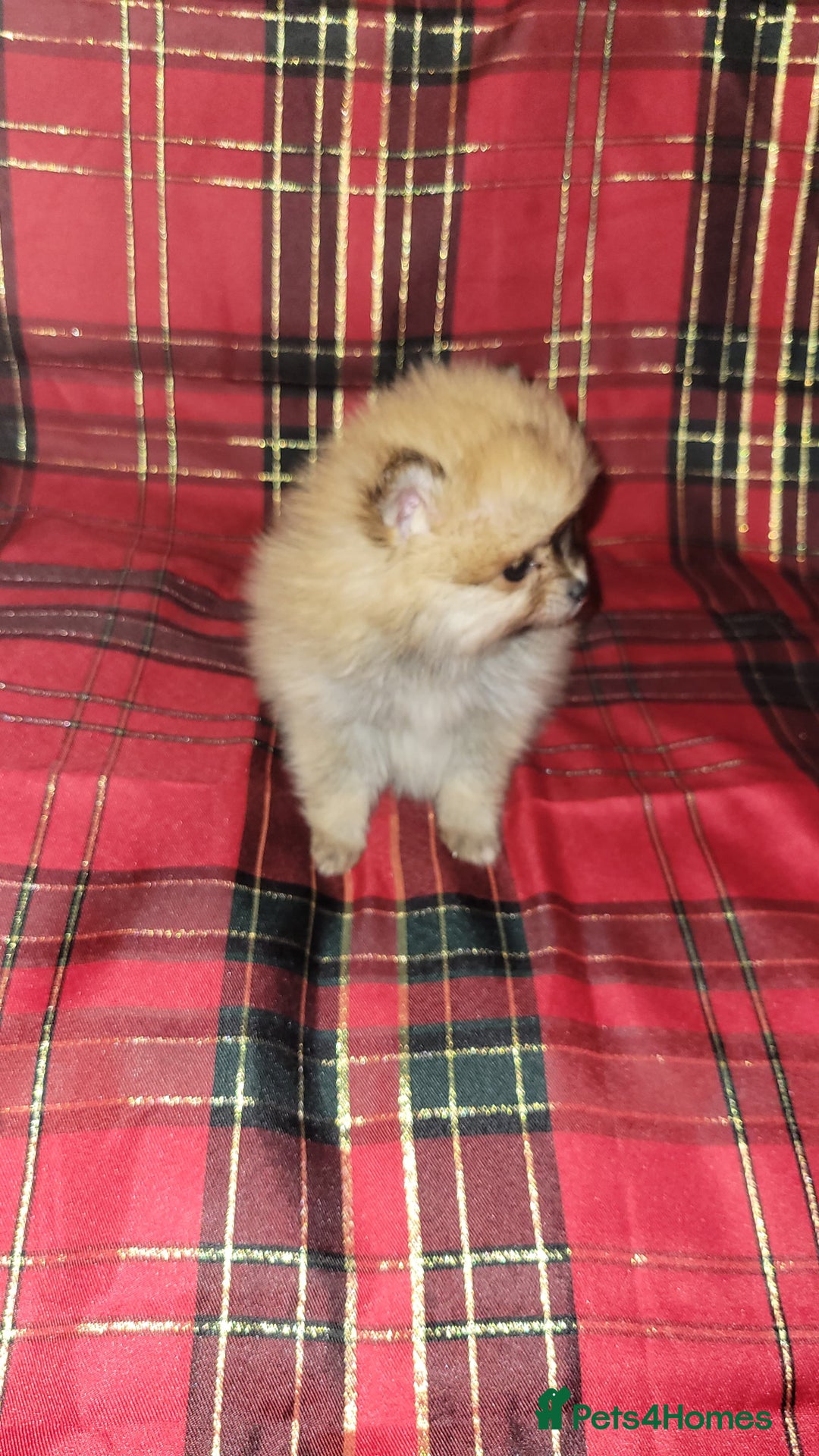 Pomeranian dogs for sale: Pomeranian Puppies  - Advert 3