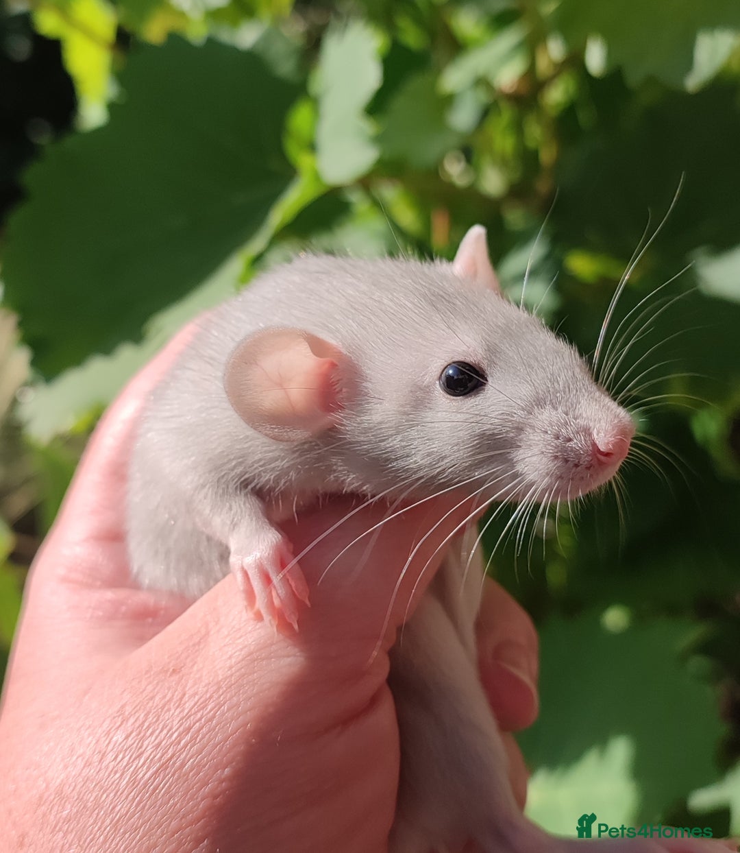Rat rodents for sale: Agouti , cinnamon, blue and hooded Dumbo rats  - Image 18