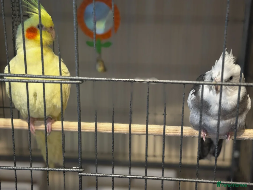 Cockatiels birds for sale: two cockatiels male and female bonded - Advert 4