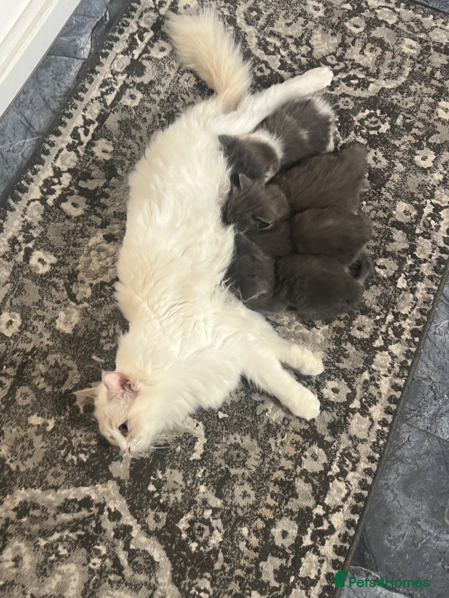 Ragdoll cats Six beautiful Ragdoll and snowshoe kittens - Advert 2