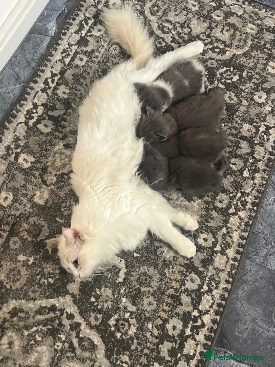 Ragdoll cats for sale: Six beautiful Ragdoll and snowshoe kittens in Newport Pagnell - Advert 1
