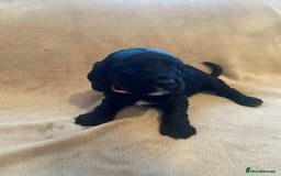 Cocker Spaniel dogs for sale: Cocker Spaniel Pups - Image 10