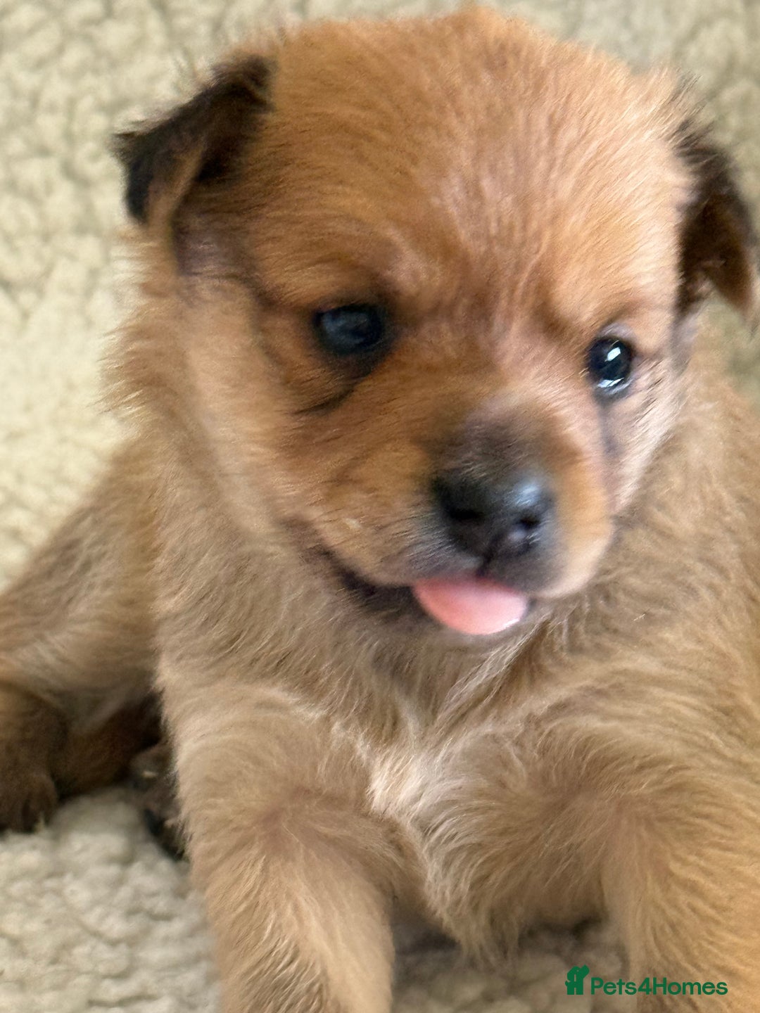 Pomeranian dogs for sale:  Adorable Pomeranian puppies  - Image 10