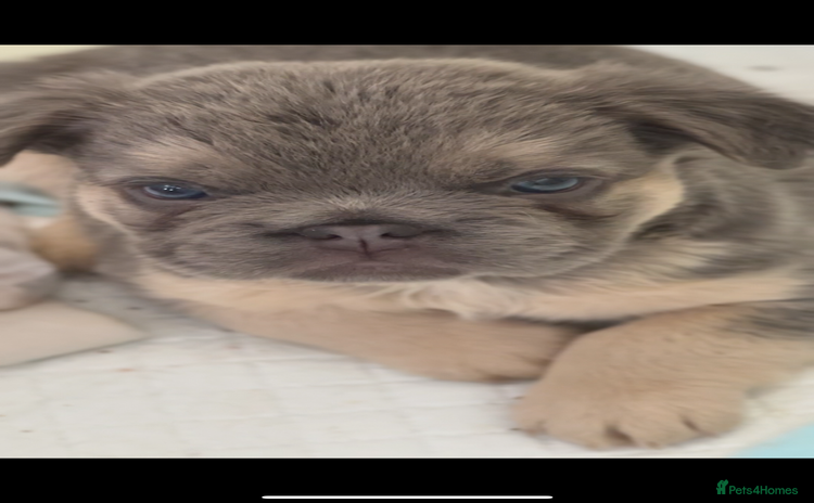 French Bulldog dogs - Advert 4