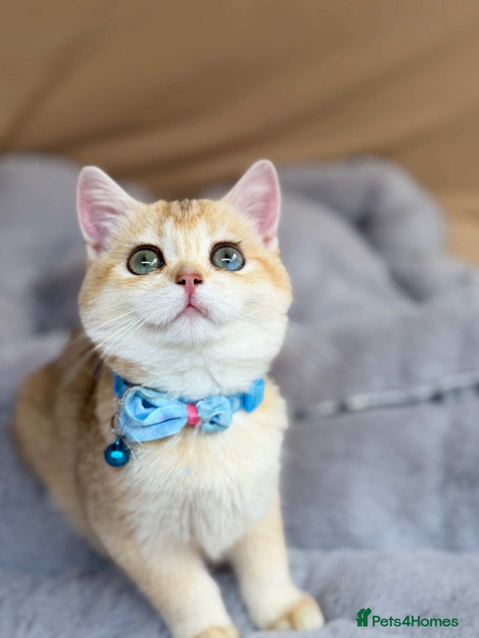 British Shorthair cats  British shorthai goldenkittens odd/blue eyed GCCF - Advert 14