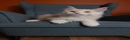 Maine Coon cats for sale: Maine coon 🧡🖤🩶 ready to leave - Advert 5