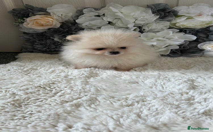 Pomeranian dogs - Advert 1