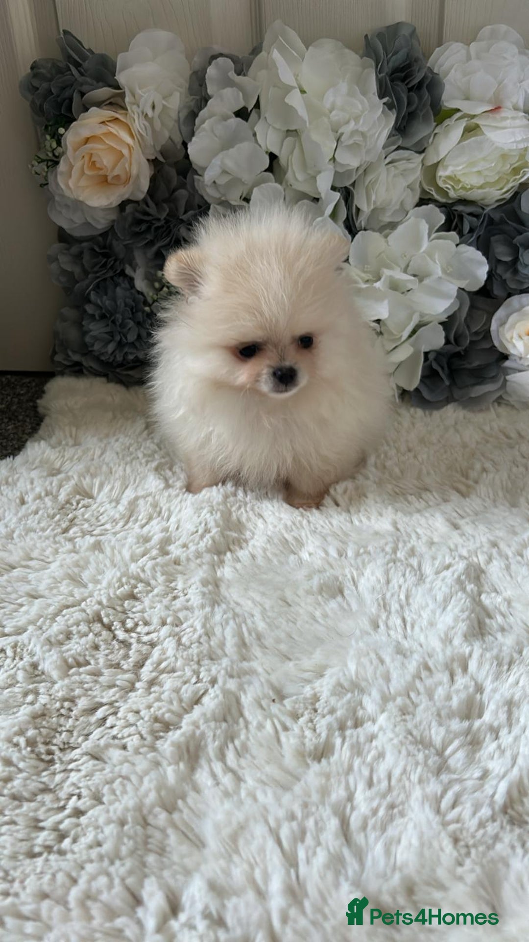 Pomeranian dogs for sale: 3 tiny girls ready now*price reduced £2000 - Advert 2