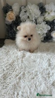 Pomeranian dogs 3 tiny girls ready now*price reduced £2000 - Advert 1