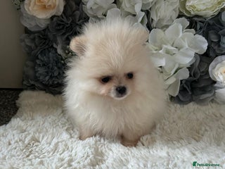 Pomeranian dogs - Advert 12
