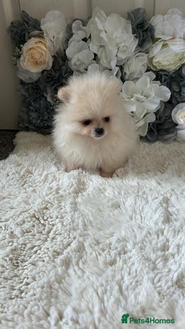 Pomeranian dogs - Advert 1