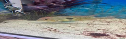 Cichlids fish for sale: I yr old geo tapio and 1 rusty pleco - Advert 2