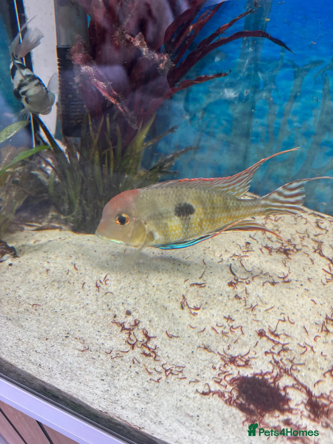 Cichlids fish for sale: I yr old geo tapio and 1 rusty pleco - Advert 2