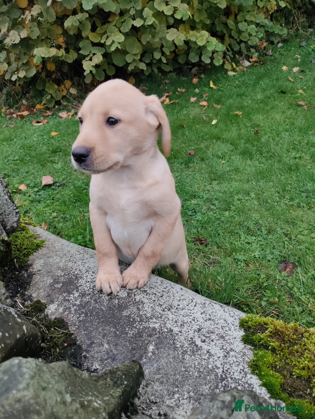 Labrador Retriever dogs for sale: Labrador pups for sale  - Image 6
