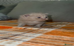 British Shorthair cats for sale: Stunning British Short Hair Kittens - Image 9