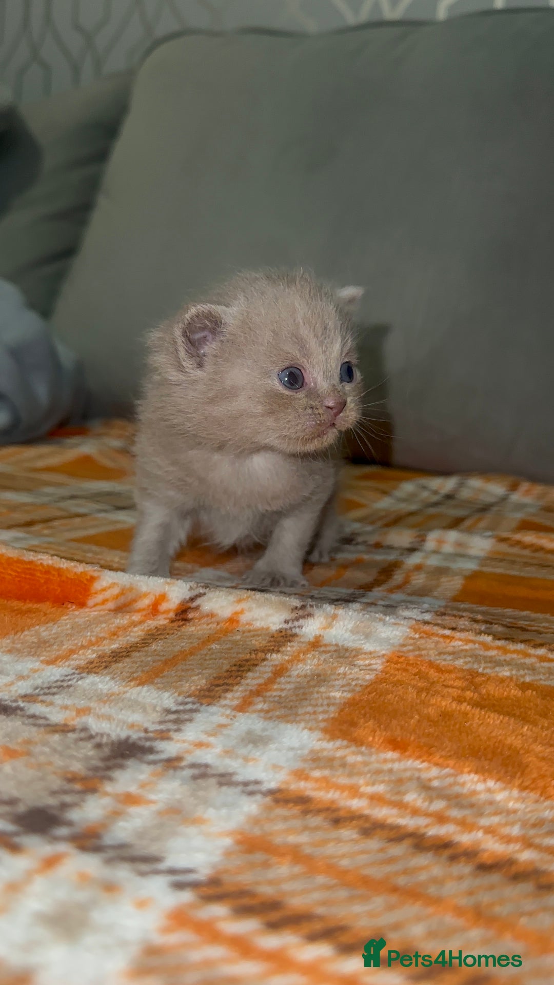 British Shorthair cats for sale: Stunning British Short Hair Kittens - Image 9