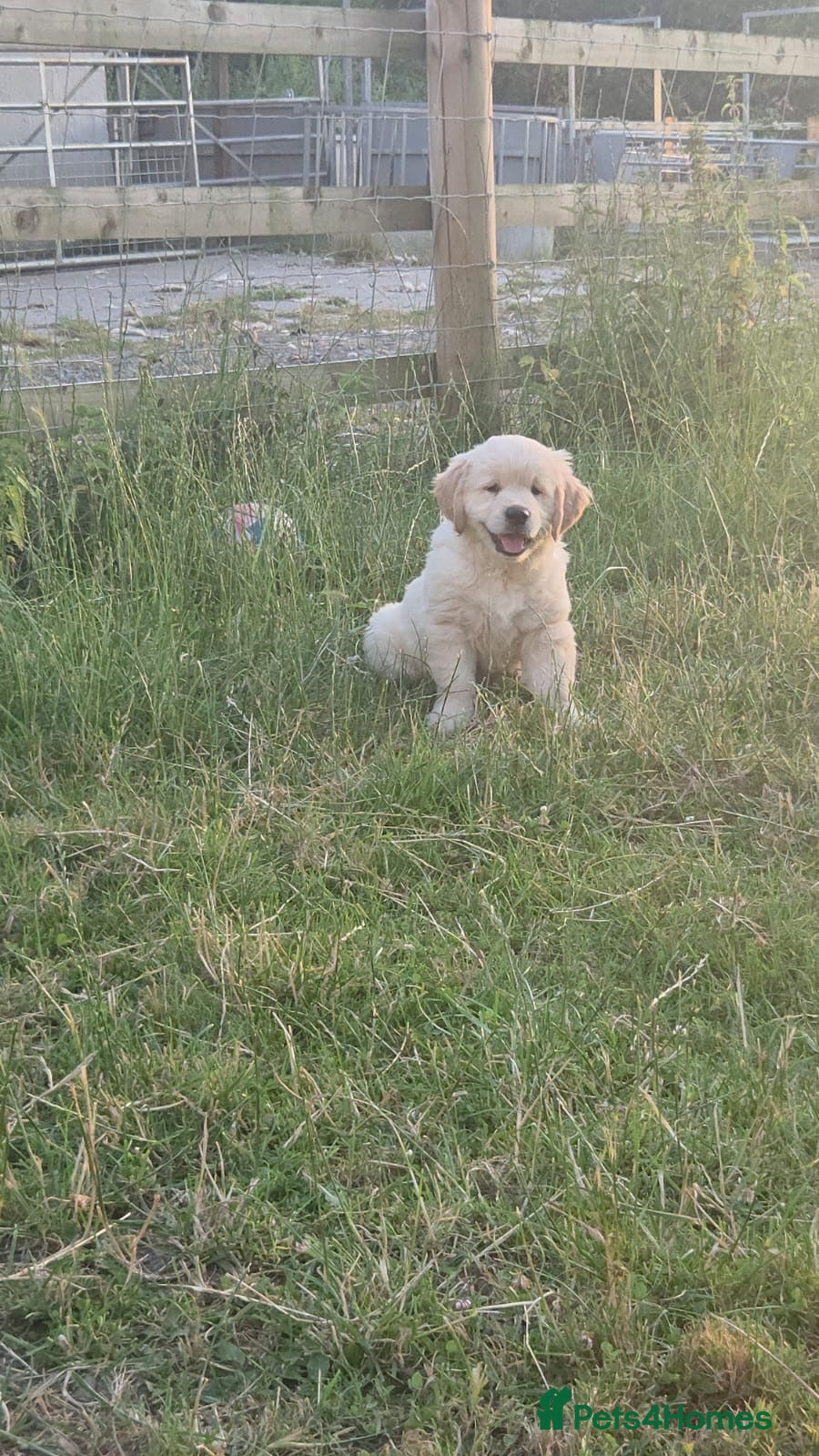 Golden Retriever dogs  ONE Beautiful Golden Retriever Girl Puppy Left - Advert 13