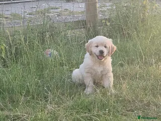 Golden Retriever dogs ONE Beautiful Golden Retriever Girl Puppy Left - Advert 13