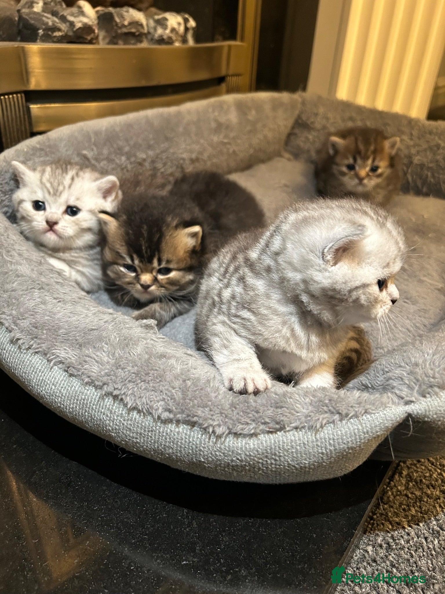 British Shorthair cats Beautiful Chunky Pure British Shorthair Kittens - Advert 2