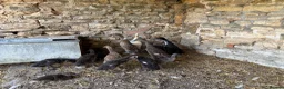 Ducks poultry for sale: Pure running ducklings - Advert 4