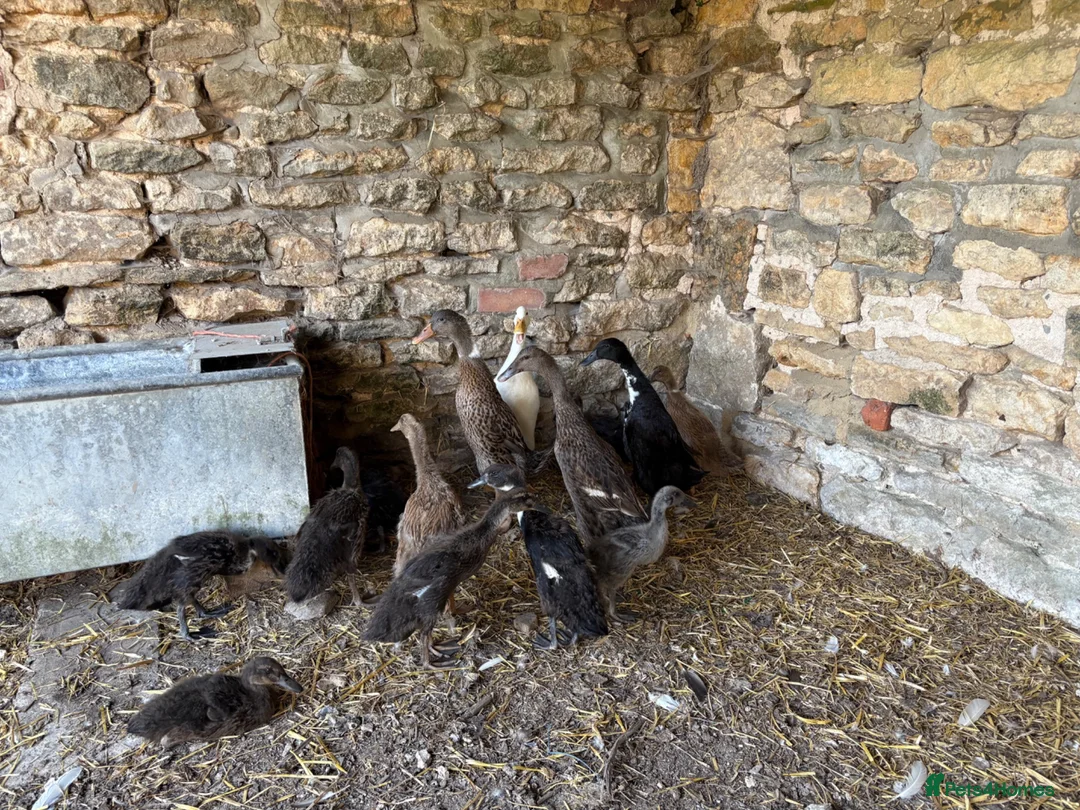 Ducks poultry for sale: Pure running ducklings - Advert 4