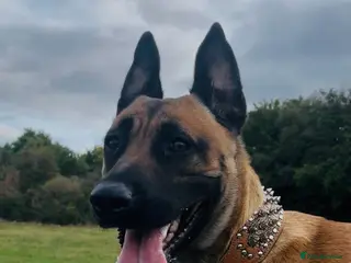 Mixed Breed dogs Belgian malinois x bull mastiff dog - Advert 1
