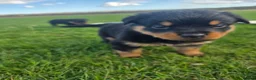 Rottweiler dogs for sale: Stunning Rottweilers - Advert 7