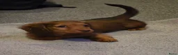 Miniature Dachshund dogs for sale: Beautiful shaded red boy - Advert 8