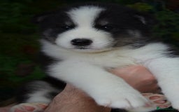 Mixed Breed dogs for sale: Siberian Husky cross Samoyed / Samusky - Image 14