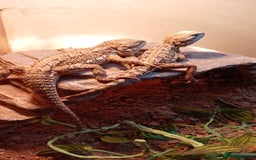 Bearded Dragon reptiles for sale: Stunning young dragons.  - Image 2
