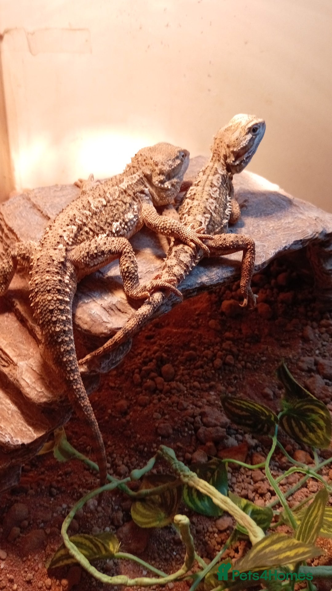 Bearded Dragon reptiles for sale: Stunning young dragons.  - Image 2