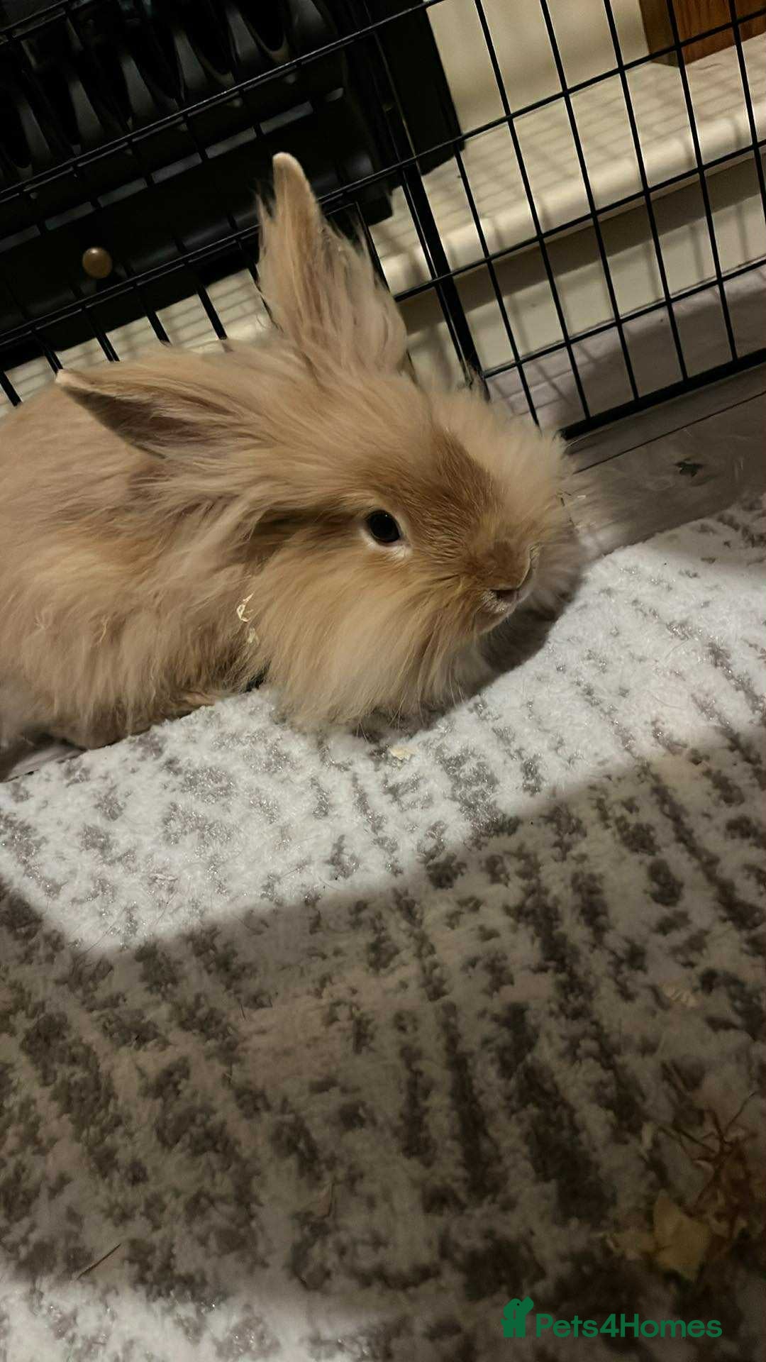 Lionhead rabbits for sale: Lionhead rabbit   - Image 4