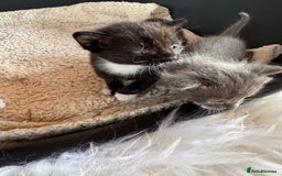 Mixed Breed cats for sale: Kittens for sale - Image 4