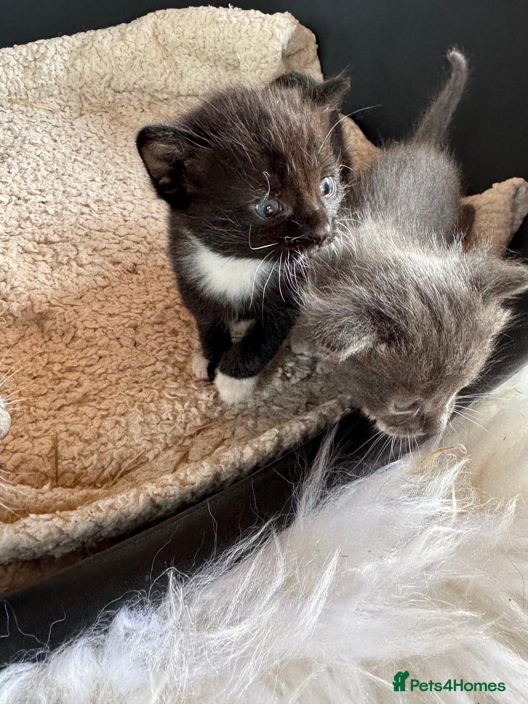 Mixed Breed cats for sale: Kittens for sale - Image 4