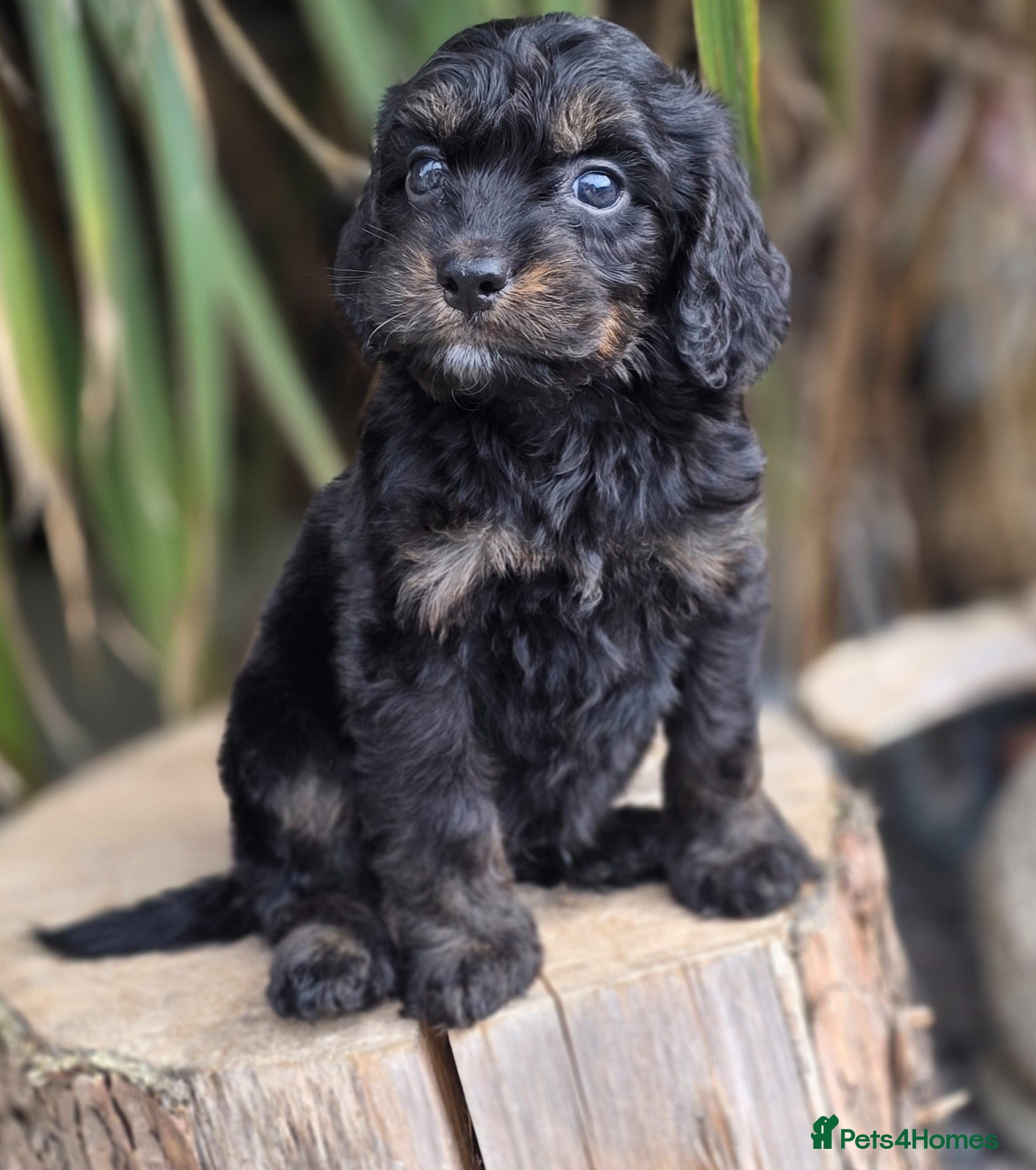 Cockapoo dogs F1 dna clear beauiful cockapoos  - Advert 1