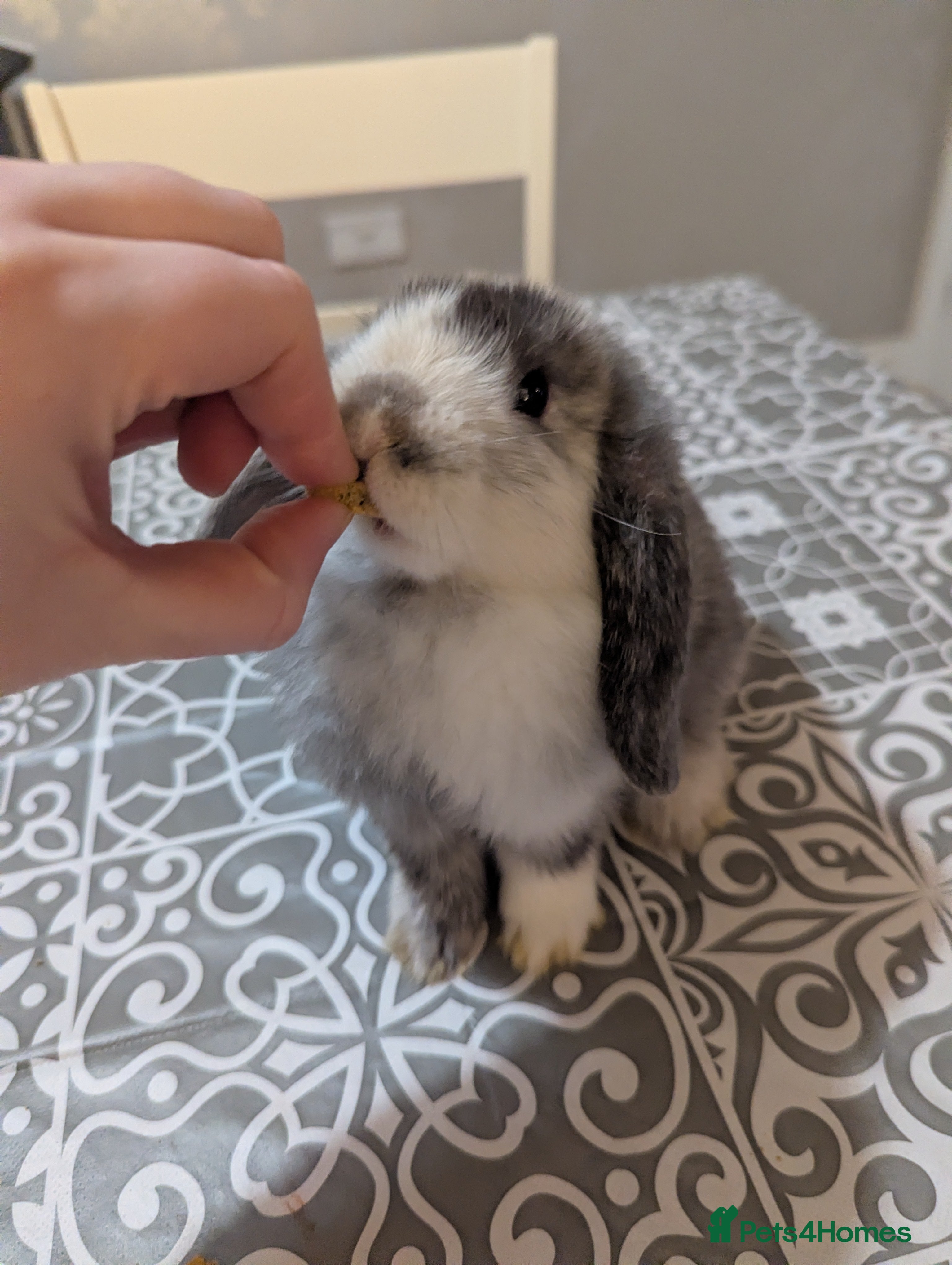 Mini Lop rabbits 1 Beautiful Buck Mini Lop available 16/3 - Advert 14