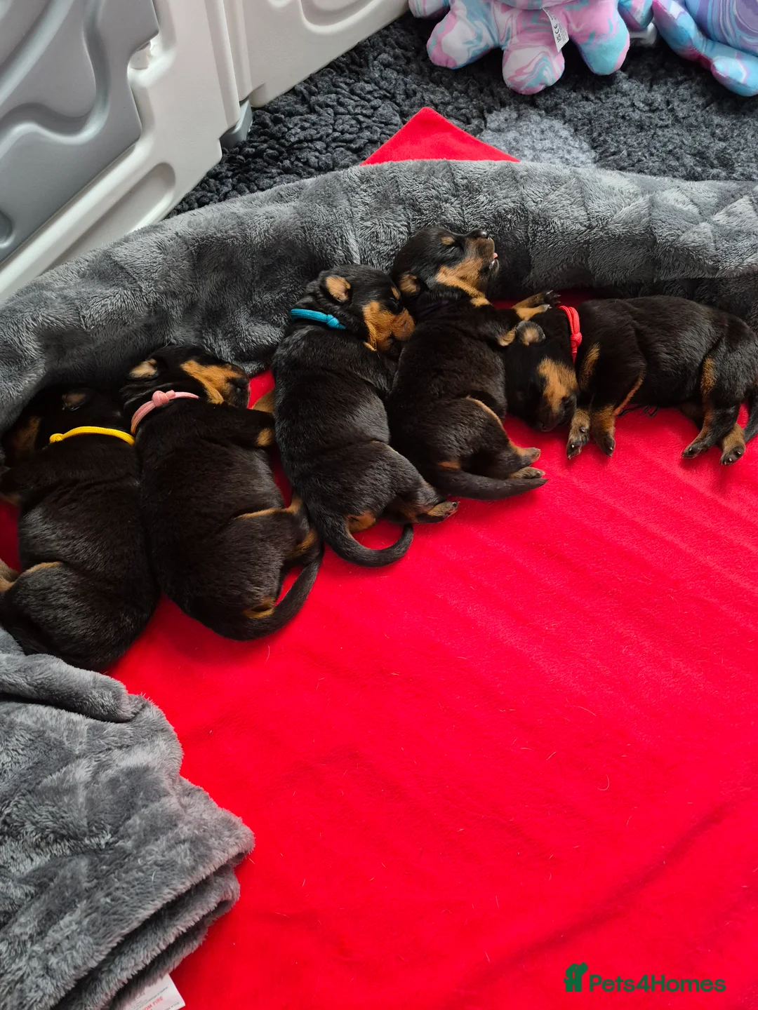 Rottweiler dogs for sale: 🩷BIG VIN GIRLS AVAILABLE🩷 - Advert 4