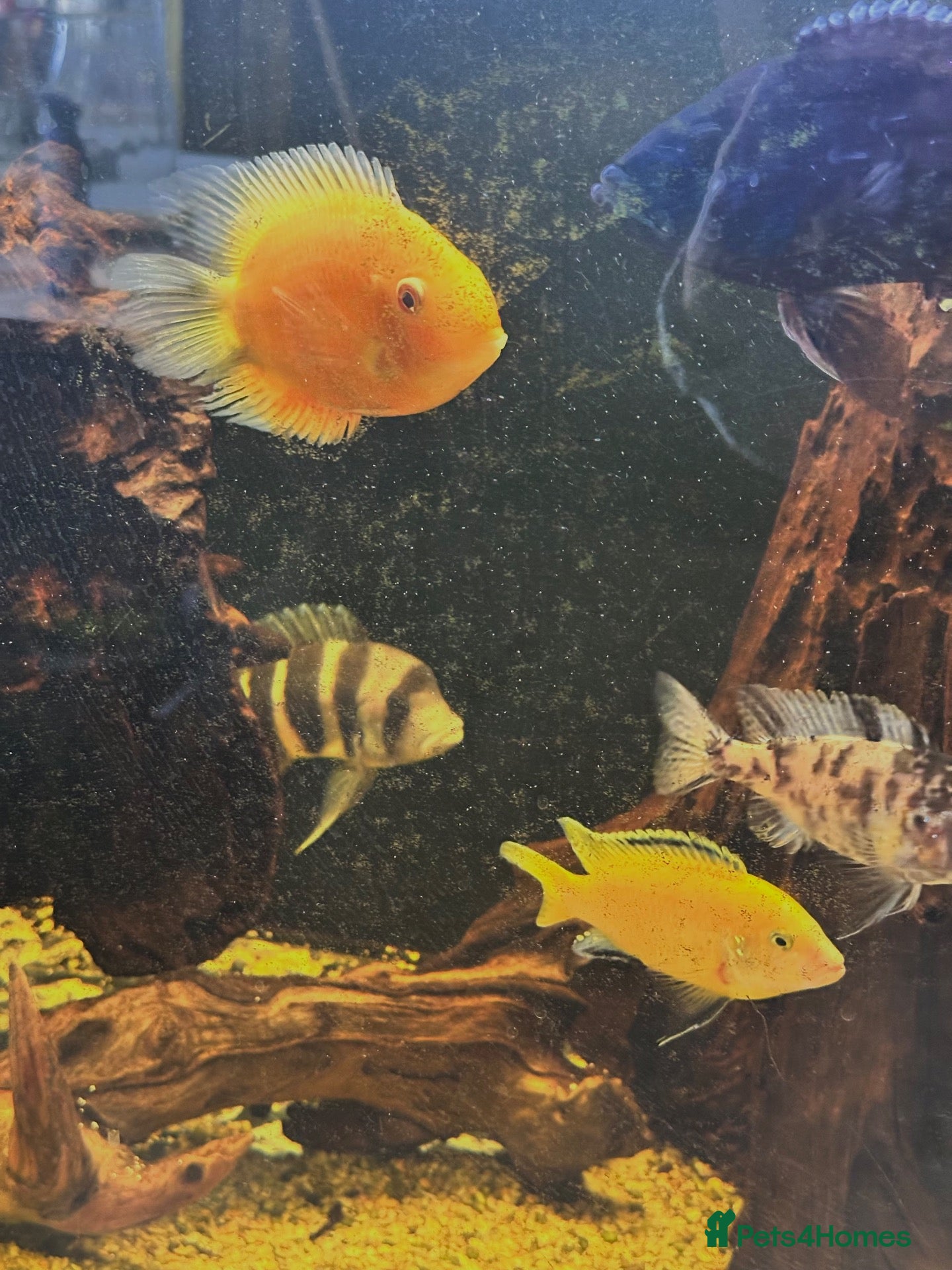 Cichlids fish Cichlid fish and tank  - Advert 2