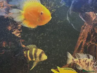 Cichlids fish Cichlid fish and tank - Advert 2