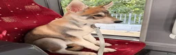 Shepsky dogs for sale: Rehoming a Little Lady - Advert 10