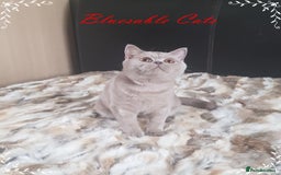 British Shorthair cats for sale: Championship BSH kittens ACTIVE   in Gainsborough - Image 3