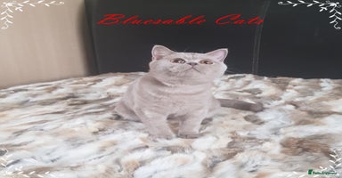 British Shorthair cats in Gainsborough - Advert 6