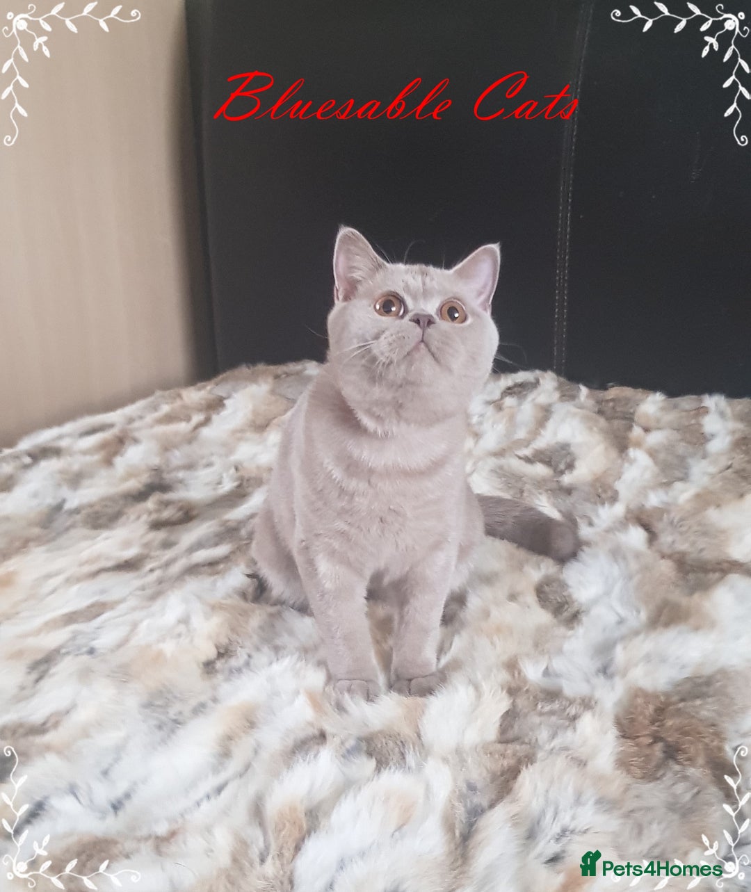 British Shorthair cats for sale: Championship BSH kittens ACTIVE   in Gainsborough - Image 3
