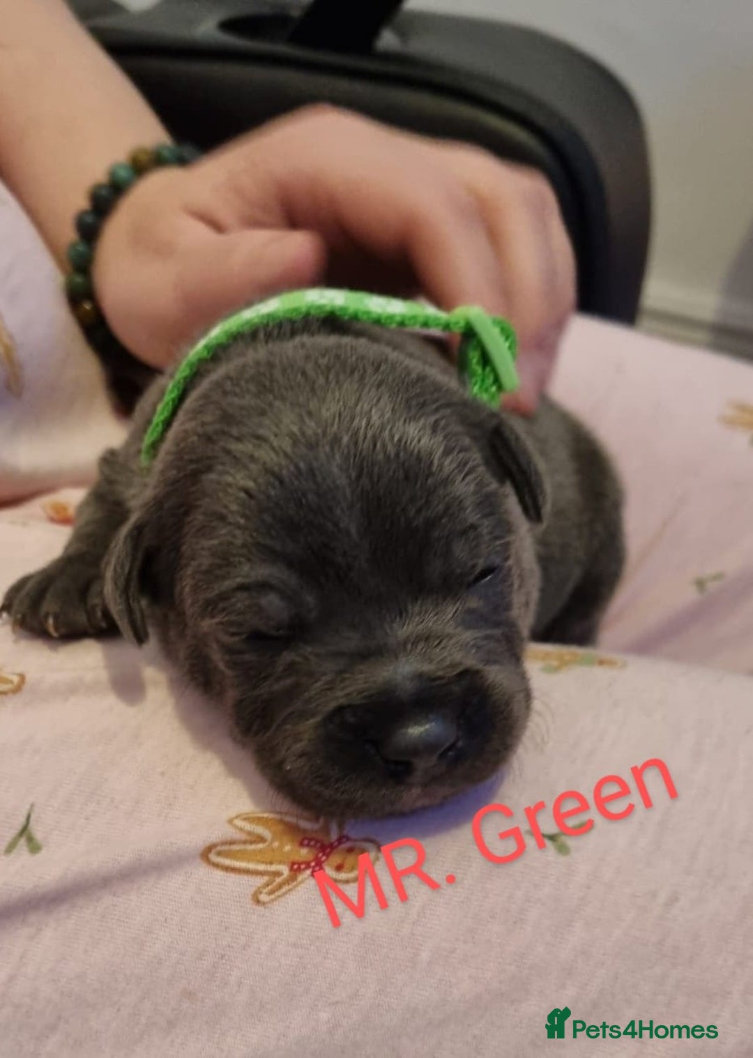 Staffordshire Bull Terrier dogs for sale: Beautifull blue staff puppies for sale  - Advert 15