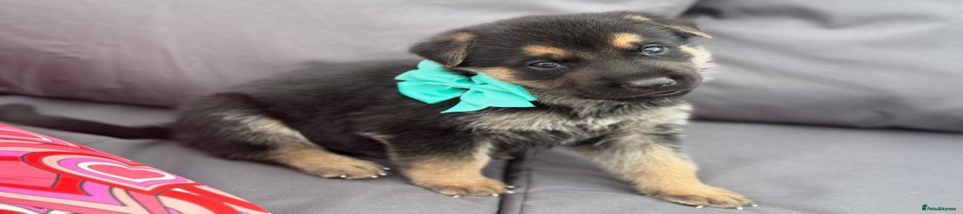 German Shepherd LIGHT BLUE 