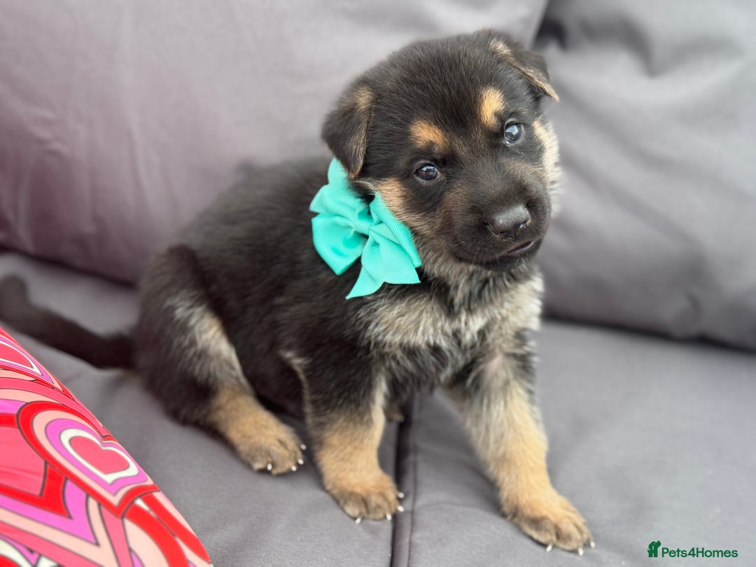 German Shepherd dogs for sale: Short coat straight back German Shepard  in Wolverhampton - Image 13